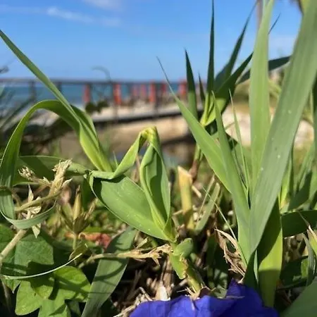 Casabel Playa Alicate 別荘 *